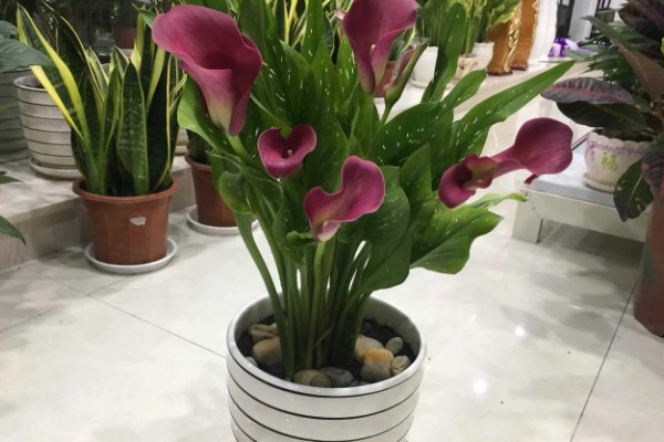 马蹄莲开花后的养护方法，花朵和叶片枯萎后让土壤保持微干