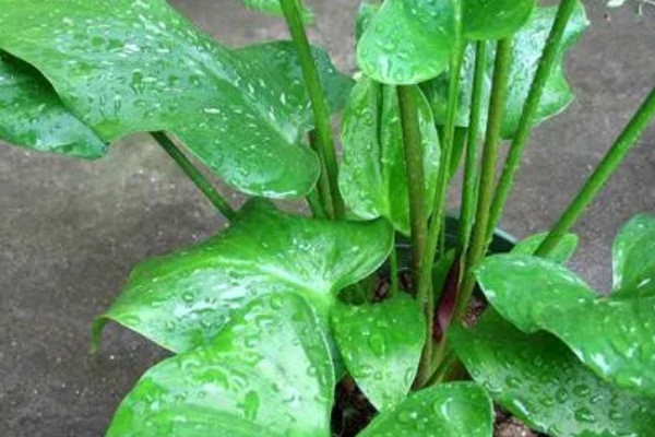 马蹄莲开花后的养护方法，花朵和叶片枯萎后让土壤保持微干