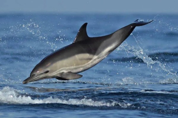 海豚能离开水吗，是一种生活在水中的生物