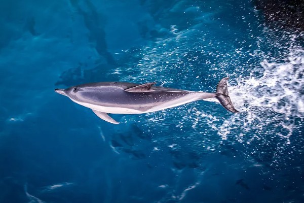 海豚能离开水吗，是一种生活在水中的生物