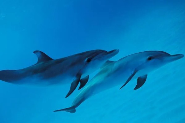 海豚能离开水吗，是一种生活在水中的生物