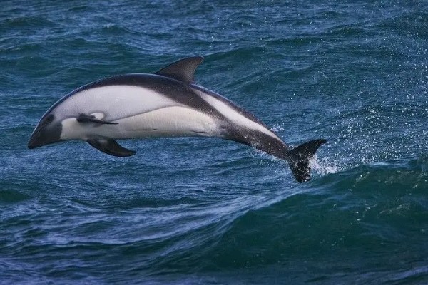 海豚能离开水吗，是一种生活在水中的生物