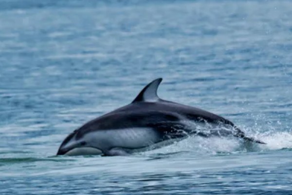 海豚能离开水吗，是一种生活在水中的生物