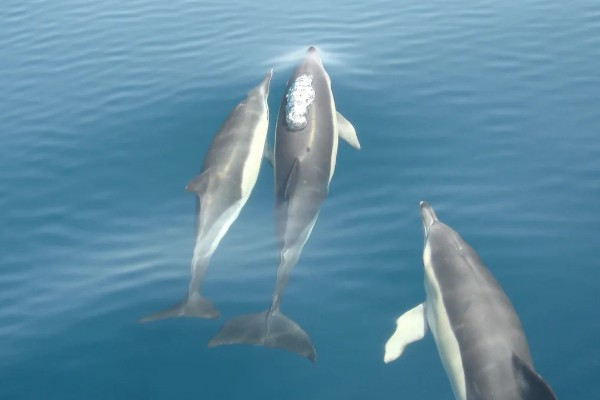 海豚能离开水吗，是一种生活在水中的生物