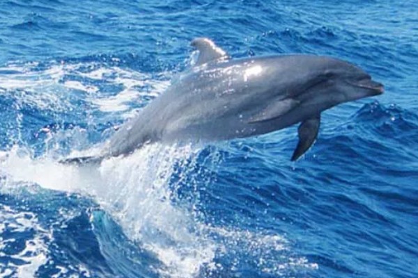 海豚能离开水吗，是一种生活在水中的生物