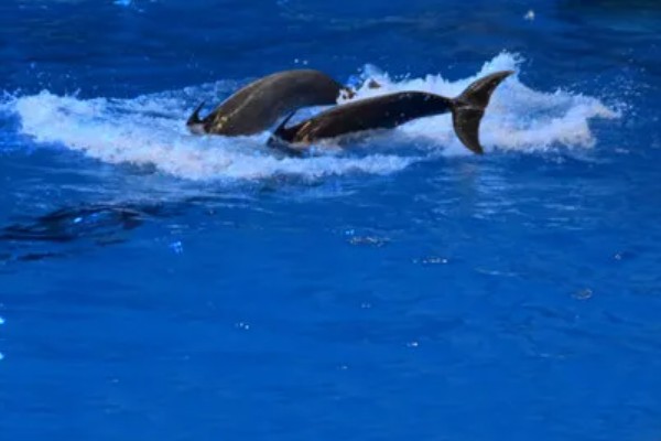 海豚能离开水吗，是一种生活在水中的生物