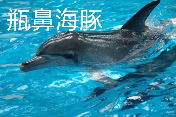 海豚能离开水吗，是一种生活在水中的生物