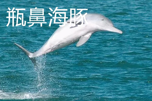 海豚能离开水吗，是一种生活在水中的生物