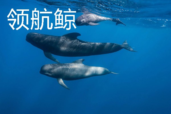 海豚能离开水吗，是一种生活在水中的生物