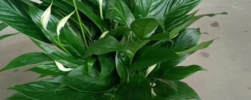 一帆风顺叶子尖变黑如何解决，可加强通风