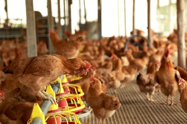 冬季养鸡场的管理方案，要注意防寒保暖