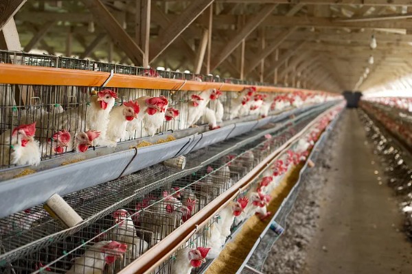 冬季养鸡场的管理方案，要注意防寒保暖