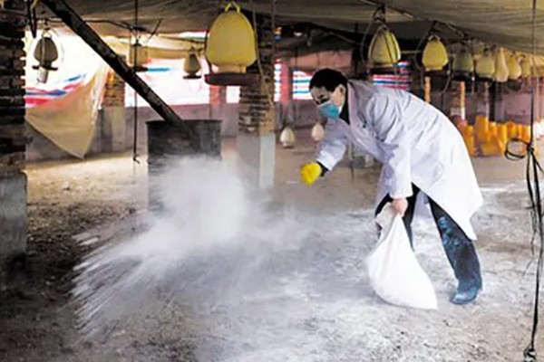 冬季养鸡场的管理方案，要注意防寒保暖