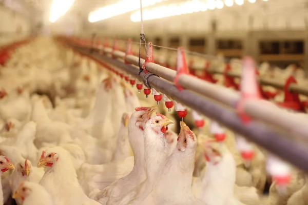 冬季养鸡场的管理方案，要注意防寒保暖