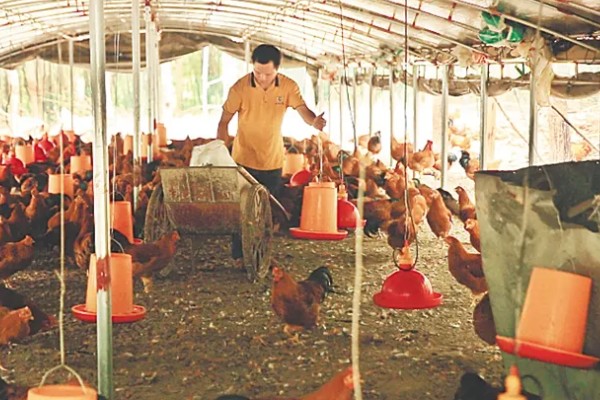 冬季养鸡场的管理方案，要注意防寒保暖