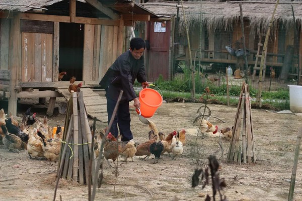 冬季养鸡场的管理方案，要注意防寒保暖