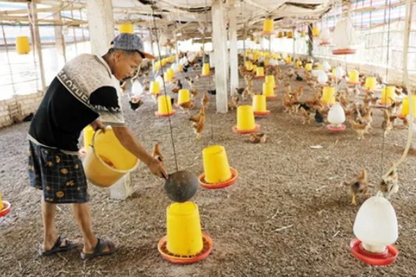 冬季养鸡场的管理方案，要注意防寒保暖