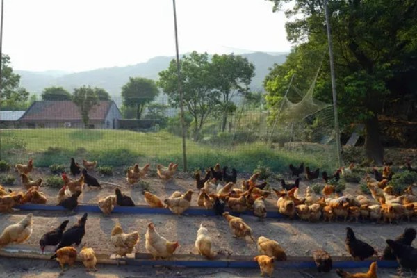 冬季养鸡场的管理方案，要注意防寒保暖