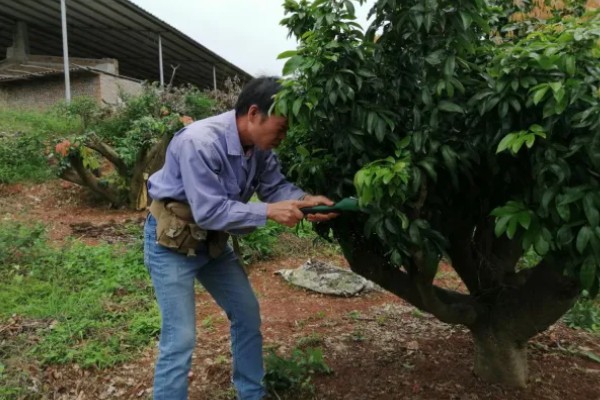 荔枝的适宜矮化时间，收获后间隔一周再进行