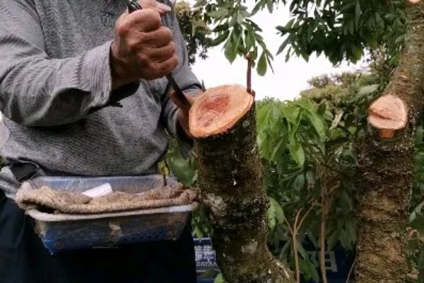 荔枝的适宜矮化时间，收获后间隔一周再进行