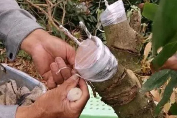 荔枝的适宜矮化时间，收获后间隔一周再进行