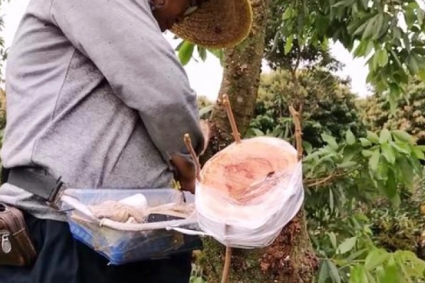 荔枝的适宜矮化时间，收获后间隔一周再进行