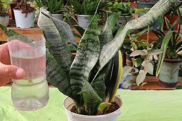 虎皮兰简介，属于百合科观叶植物