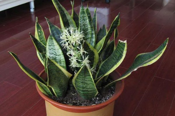 虎皮兰简介，属于百合科观叶植物