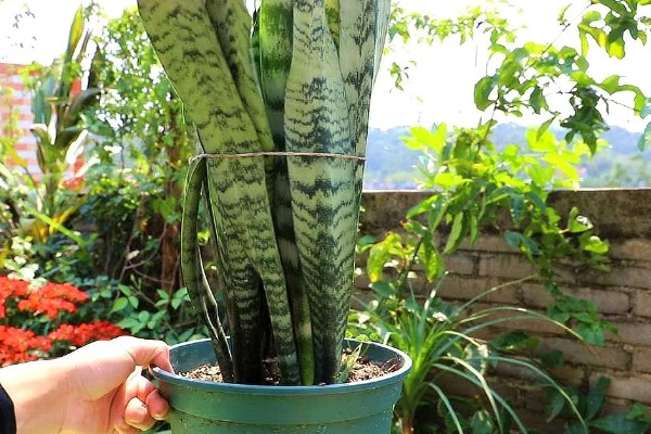 虎皮兰简介，属于百合科观叶植物