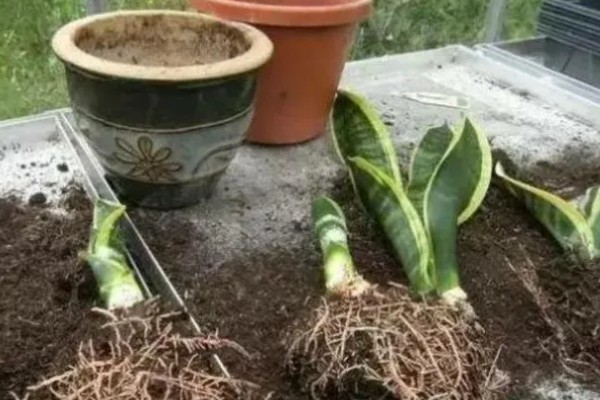 虎皮兰简介，属于百合科观叶植物