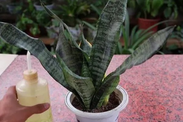 虎皮兰简介，属于百合科观叶植物