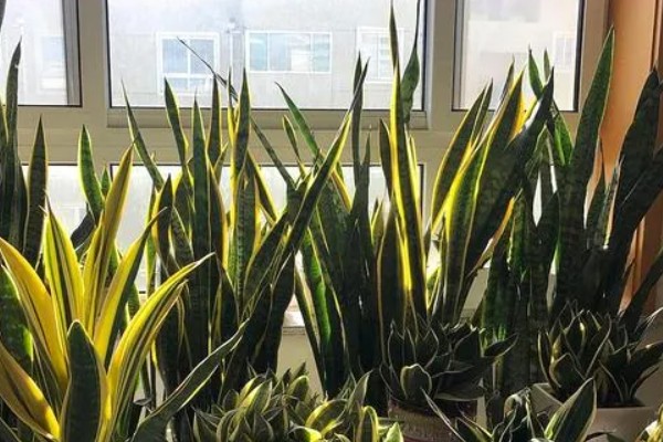 虎皮兰简介，属于百合科观叶植物