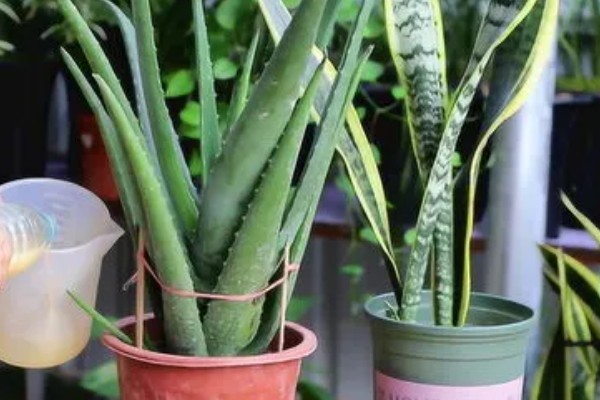 虎皮兰简介，属于百合科观叶植物