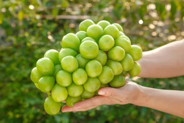 阳光玫瑰很甜的原因，果糖含量比其它品种高出1.1-1.6倍