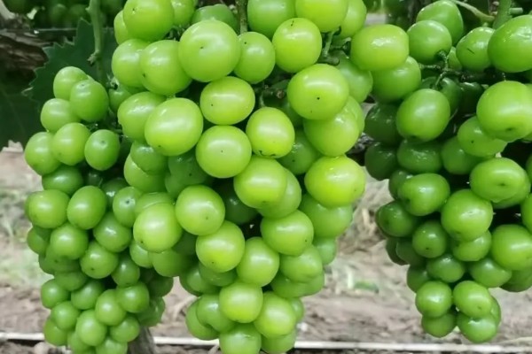 阳光玫瑰很甜的原因，果糖含量比其它品种高出1.1-1.6倍