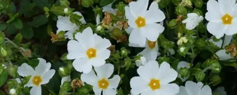 岩蔷薇的花语，花语就是拒绝