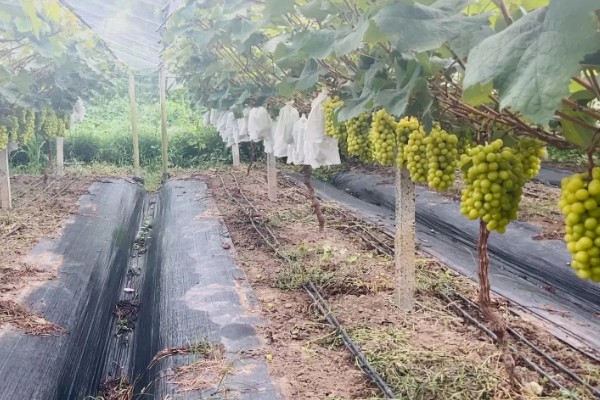 阳光玫瑰很甜的原因，果糖含量比其它品种高出1.1-1.6倍