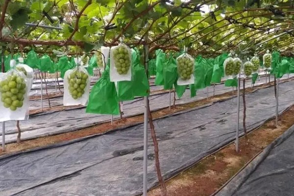 阳光玫瑰很甜的原因，果糖含量比其它品种高出1.1-1.6倍