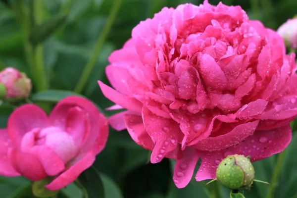 芍药花的花语，寓意依依惜别，难舍难分等