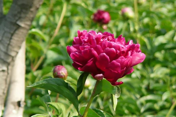 芍药花的花语，寓意依依惜别，难舍难分等