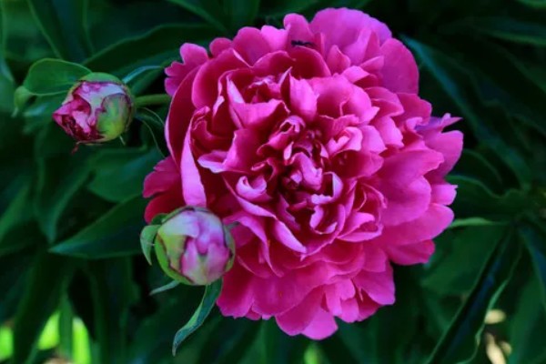 芍药花的花语，寓意依依惜别，难舍难分等