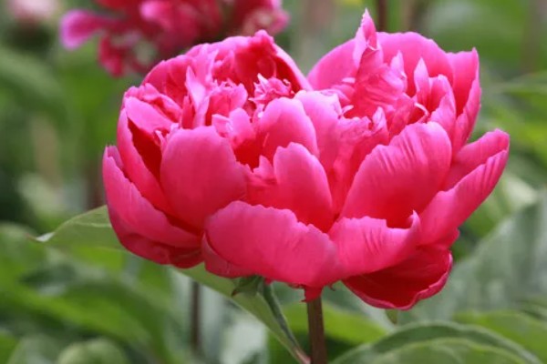 芍药花的花语，寓意依依惜别，难舍难分等