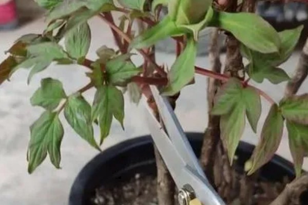 芍药花的花语，寓意依依惜别，难舍难分等