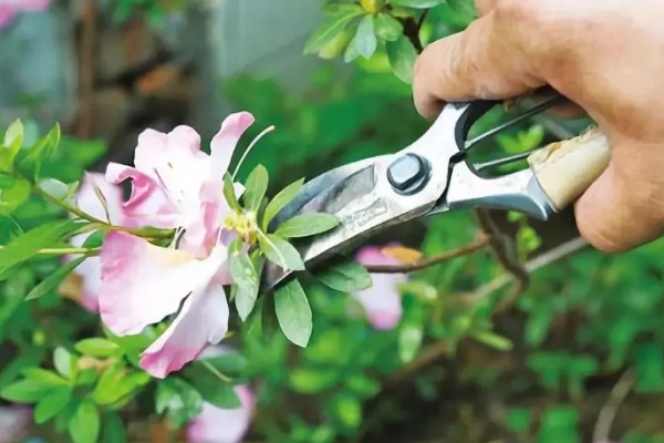 芍药花的花语，寓意依依惜别，难舍难分等