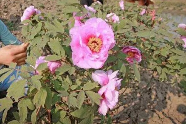 芍药花的花语，寓意依依惜别，难舍难分等