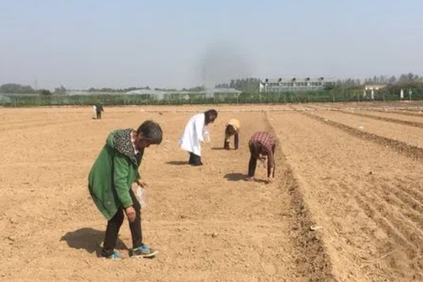 艾草的播种方式,应于早春播种