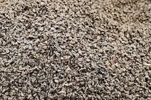 艾草的播种方式,应于早春播种