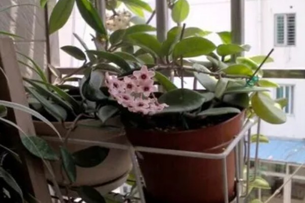 养殖秋兰花的方式，生长期需要每周浇一次水