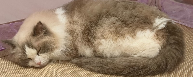 猫打狂犬疫苗的不良反应，会出现精神萎靡、食欲下降等症状