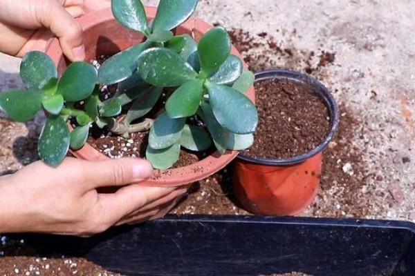 老玉树的换盆方法，要剪掉玉树生长过老和腐烂的根系